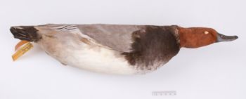 Media type: image;   Ornithology 251734